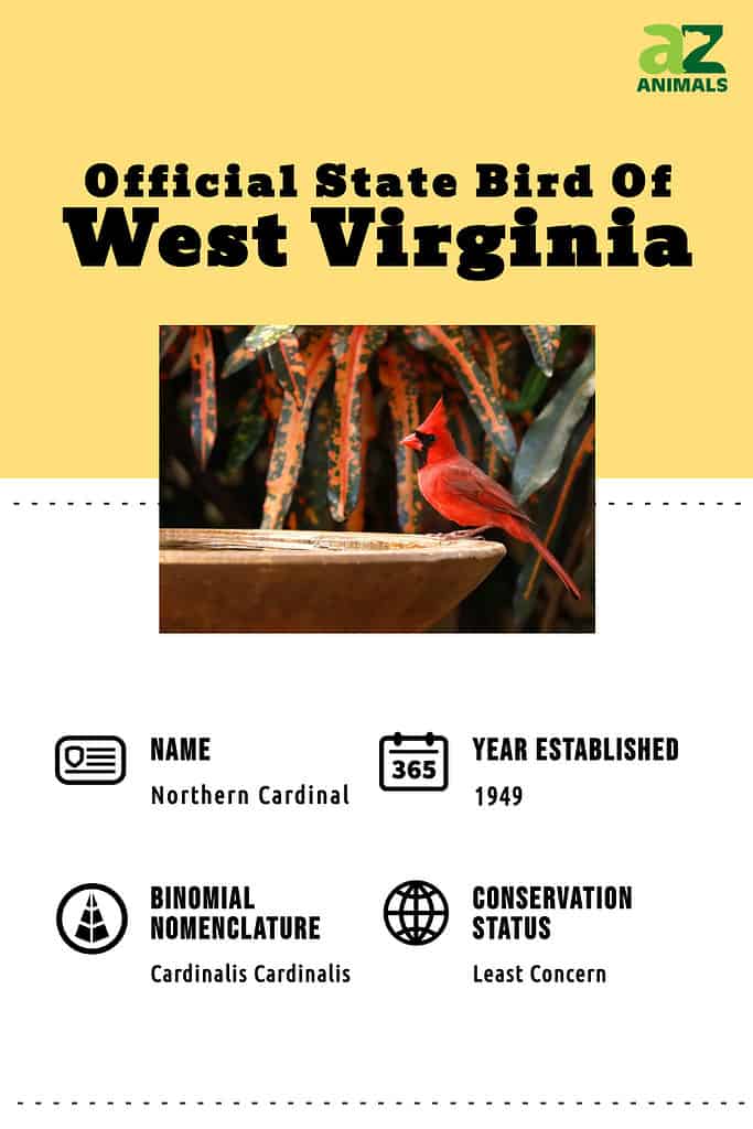 Scopri l'uccello ufficiale dello stato del West Virginia