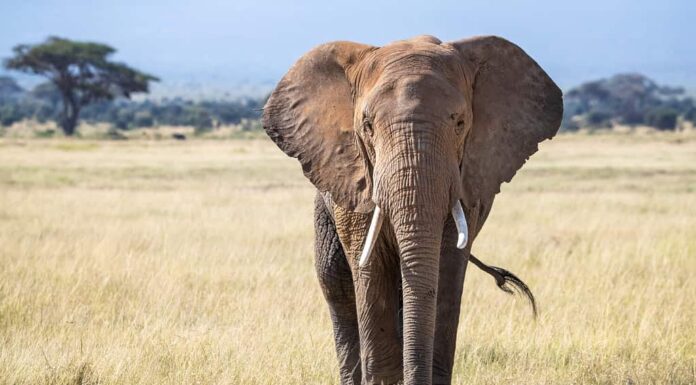 Elefante toro, loxodonta africana, nelle praterie del Parco Nazionale di Amboseli, Kenya.  Vista frontale.