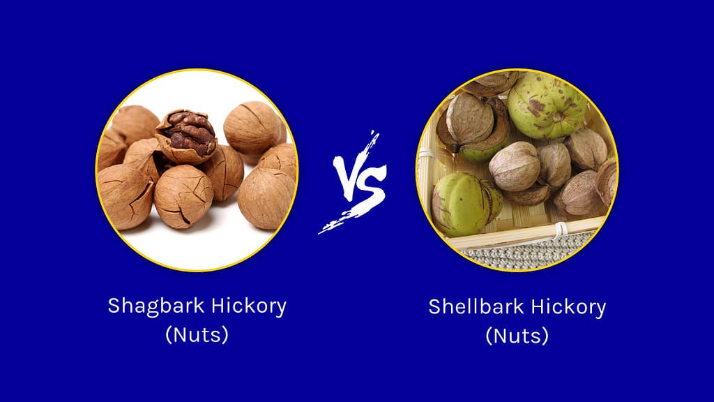 Shagbark Hickory vs. Shellbark Hickory Tree: 10 differenze tra questi giganteschi giganti