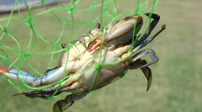 Il granchio blu e il granchio di pietra sono le due specie di granchio più comuni catturate nel Golfo del Messico.