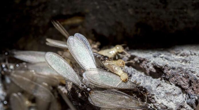 Termiti sotterranee orientali, Gli sciamatori (riproduttivi), alates, Termiti alate, Reticulitermes flavipes