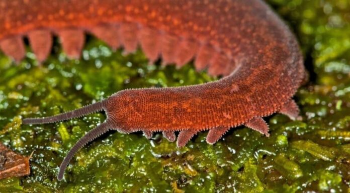 Animali che sputano acido: vermi