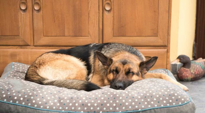 Bellissimo cane pastore tedesco che dorme in un letto comodo
