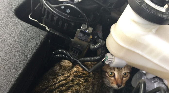 Gatto randagio sotto il cofano della mia macchina