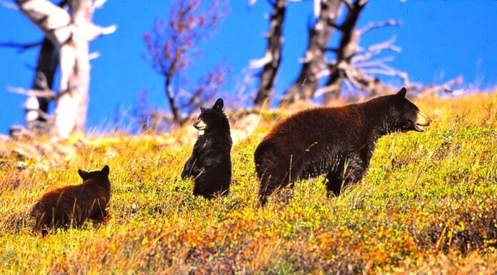 10 posti in cui incontrare gli orsi nella Carolina del Nord questo autunno
