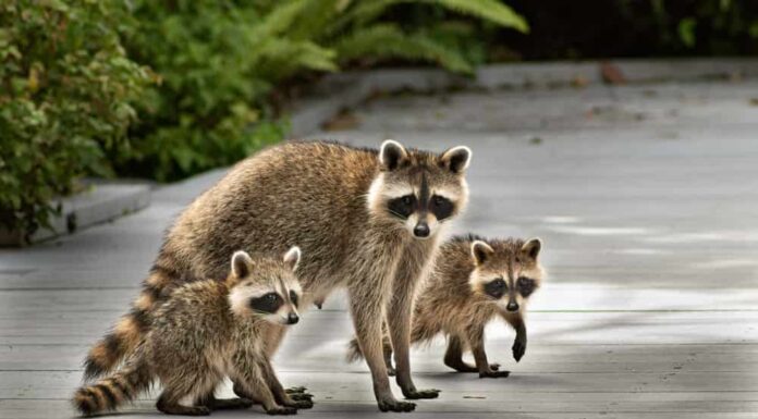 Madre e bambino del procione, famiglia