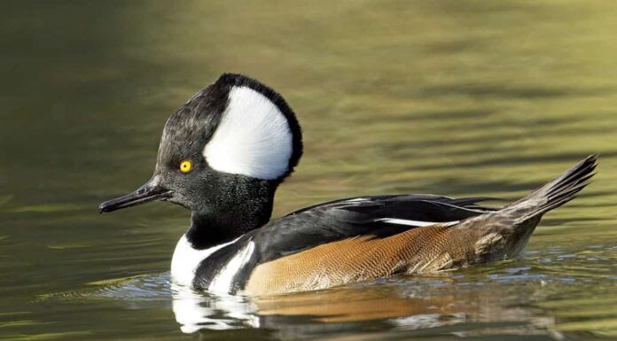 Smergo grazioso incappucciato che nuota in uno stagno.