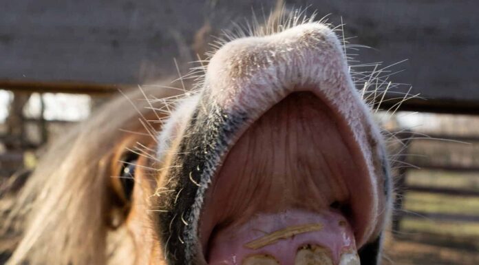 11 suoni emessi dai cavalli e cosa significano
