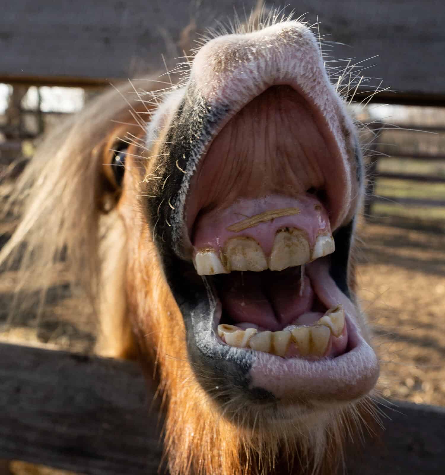 11 suoni emessi dai cavalli e cosa significano