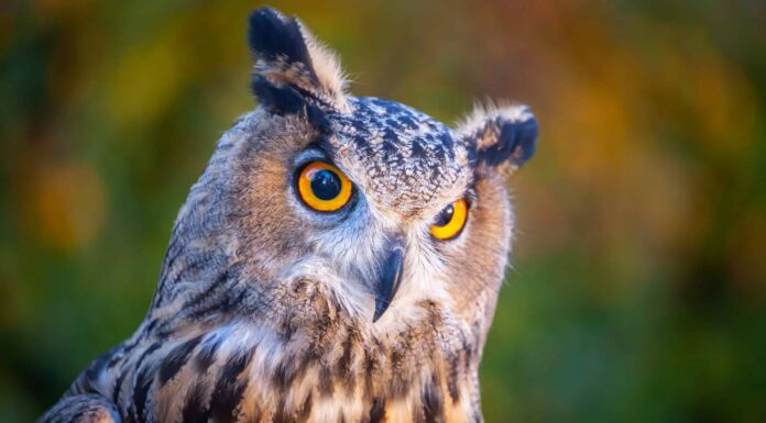 Bello e imponente, intelligente, grande gufo cornuto, uccello rapace