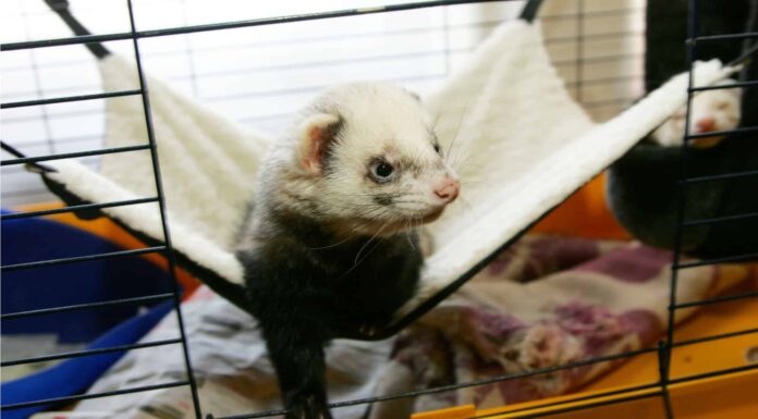 casa del furetto esuberante