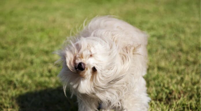 cane che scuote la testa