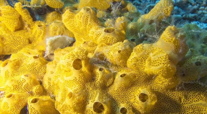 Barriera corallina con grande spugna di mare gialla sul fondo del mare tropicale su uno sfondo di acqua blu, sott'acqua