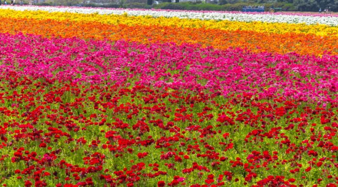 I campi di fiori al Carlsbad Ranch