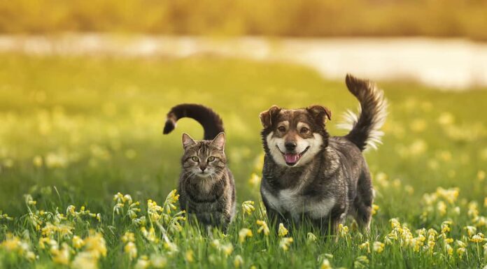 due simpatici amici pelosi, un gatto a strisce e un cane allegro, stanno camminando in un prato soleggiato primaverile
