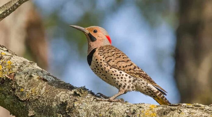 Uno sfarfallio settentrionale (2)