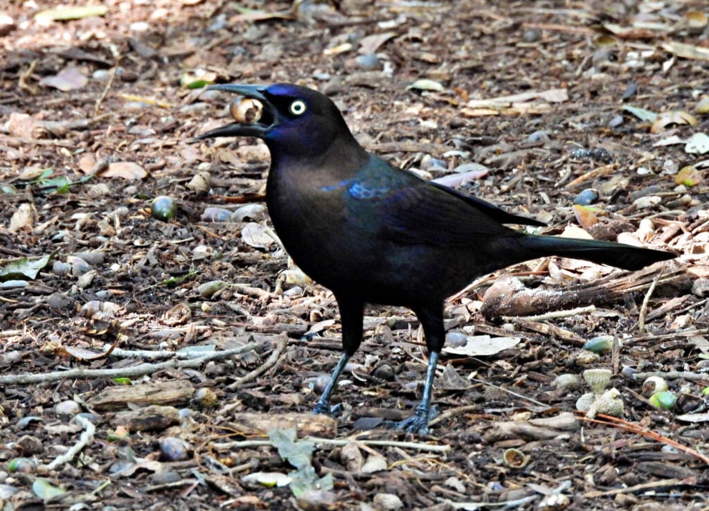 Grackle comune (Quiscalus quiscula)