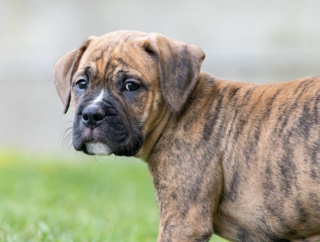 Un cucciolo di bulldog boxer (bull-boxer).