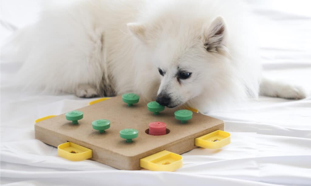 Scopri i 20 migliori giocattoli puzzle per cani che puoi acquistare oggi