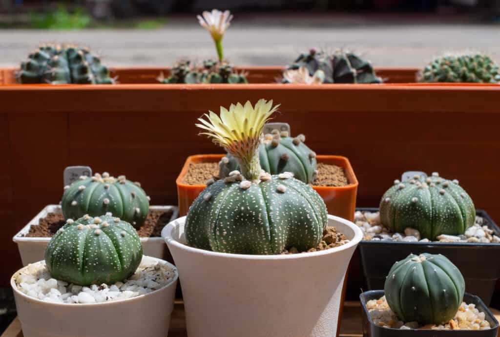 Gruppo di cactus Astrophytum asterias, o cactus stella, in vari vasi