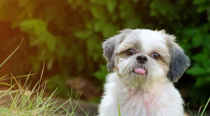Fronte volto innocente del giovane cane Shih Tzu, lingua lunga e dubbioso, su prato verde con luce soffusa