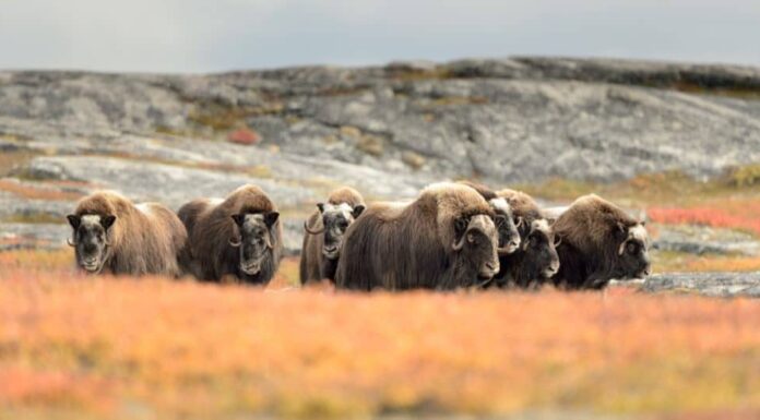 Gruppo bue muschiato (Ovibos moschatus) in campo