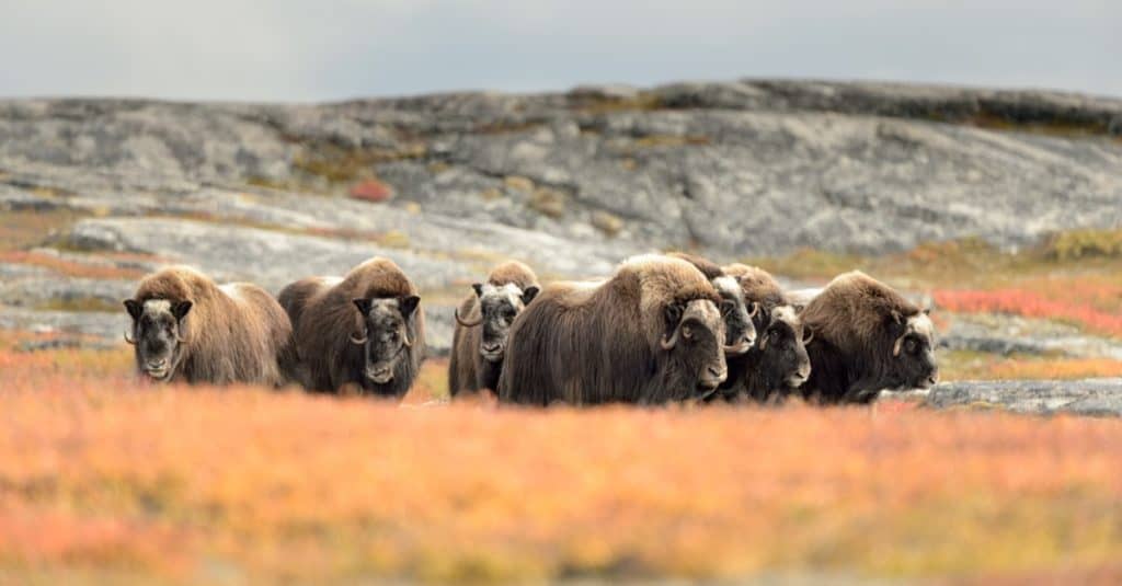 Gruppo bue muschiato (Ovibos moschatus) in campo