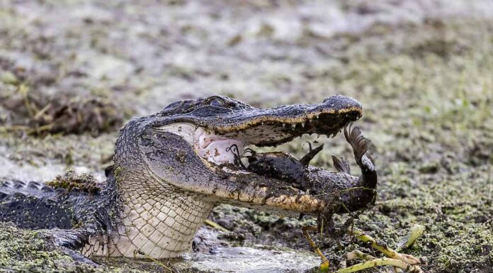 Alligatore americano