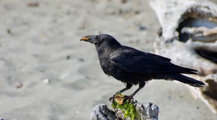 Corvo americano che mangia