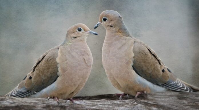Colombe in lutto sul ramo