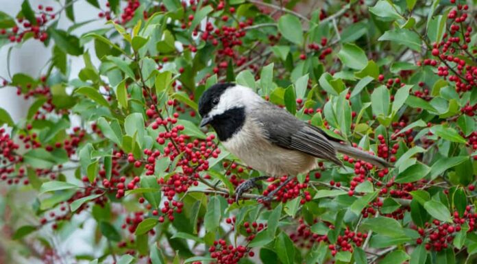 Una Carolina Luisa appollaiata su un agrifoglio americano in Louisiana.