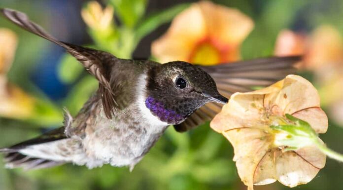 Colibrì dal mento nero