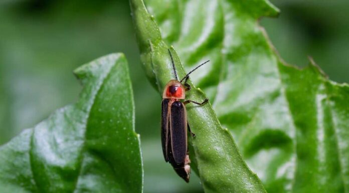comune lucciola orientale