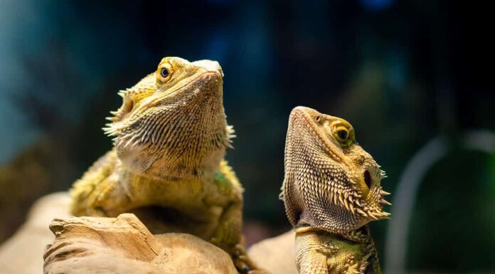 Pogona vitticeps, il drago barbuto centrale (o interno), è una specie di lucertola agamidica che si trova in un'ampia gamma di regioni aride e semiaride dell'Australia.