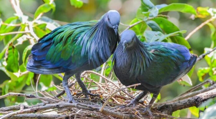 Una coppia di piccione delle Nicobare nel nido (Caloenas nicobarica).