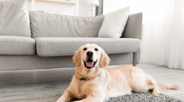 Animale domestico.  Ritratto del primo piano del simpatico cane sdraiato sul tappeto grigio del pavimento all'interno del soggiorno di casa, felice golden retriever che riposa vicino al divano, interno di una casa moderna, spazio di copia gratuito