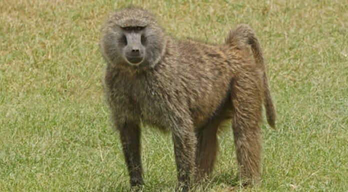 babbuino olivastro in piedi nel campo