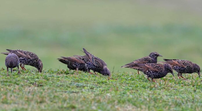 Stormo di storni in cerca di cibo nell'erba, nel nord del Portogallo (Focus su tre uccelli)