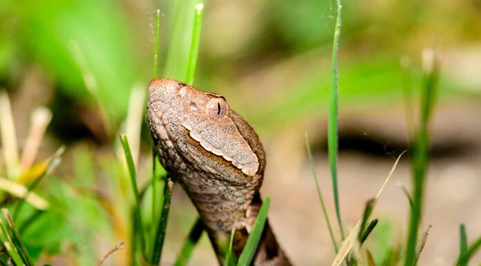 Serpente testa di rame orientale