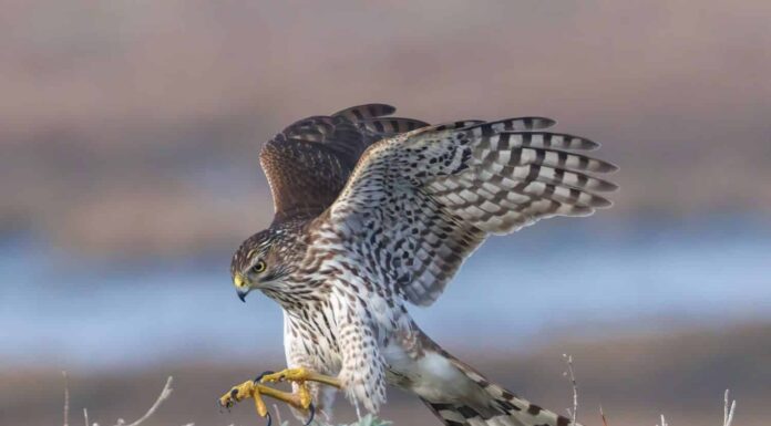 Il falco di un bottaio in azione