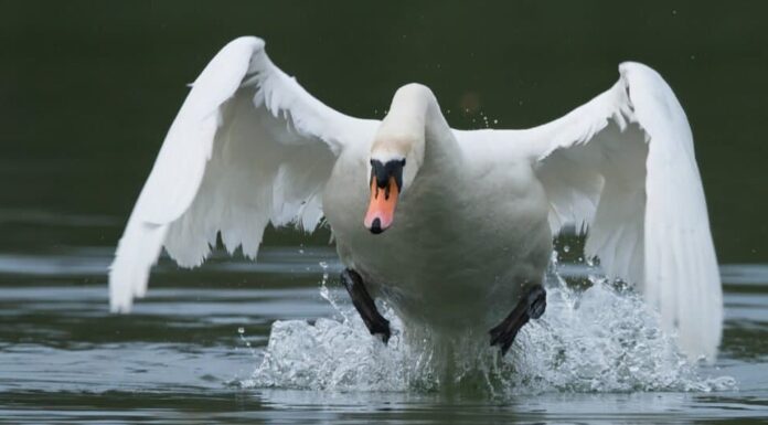 Uccelli più pericolosi