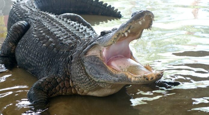 Alligatore selvaggio dell'alligatore delle Everglades della Florida