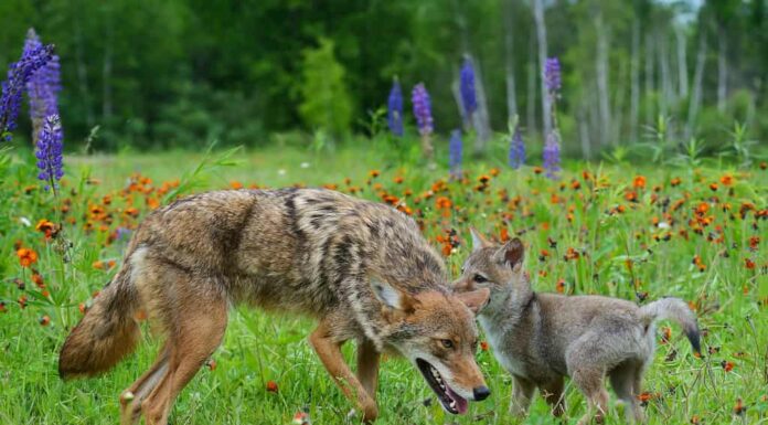 Coyote adulto che gioca con il cucciolo