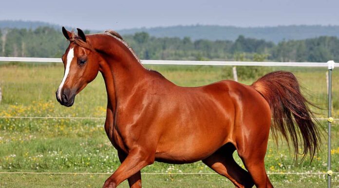 Cavallo arabo bellissimo cavallo arabo
