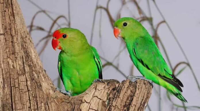 Agapornis tarana (piccioncini dalle ali nere).