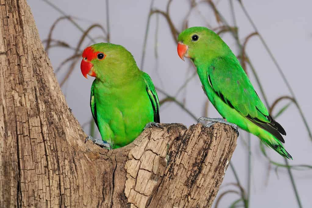 Agapornis tarana (piccioncini dalle ali nere).