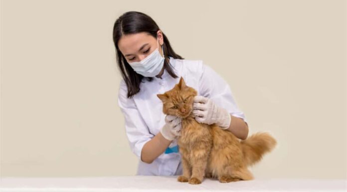 Veterinario che vaccina un gatto