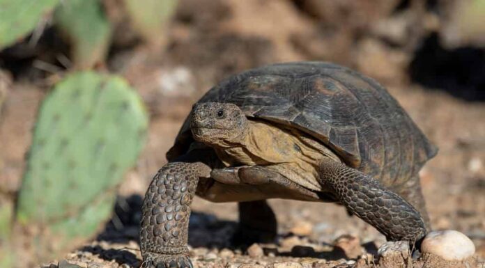 Tartaruga del deserto di Sonora al Catalina State Park in Arizona.