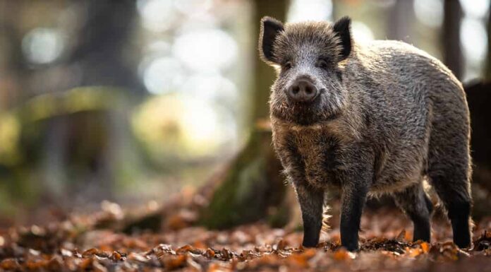 Cinghiale nella foresta;  animali che mangiano funghi