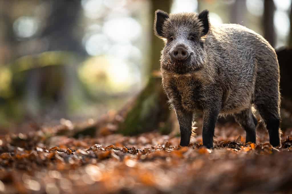 Cinghiale nella foresta;  animali che mangiano funghi